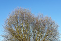 20200325_073723