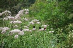 IMG_8476