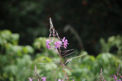IMG_8485