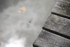 IMG_8510