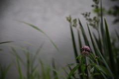 IMG_8530