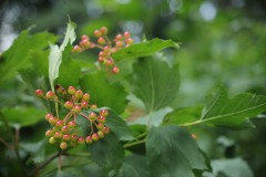 IMG_8542