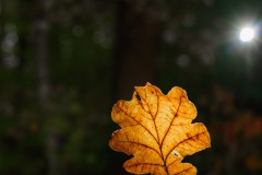 DSC01000