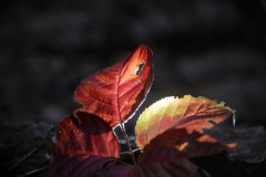 IMG_9901