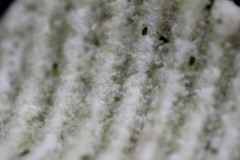 IMG_4635