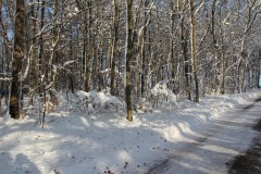 IMG_6731