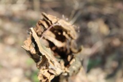 IMG_1261