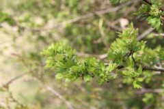 IMG_1262