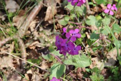 IMG_1269