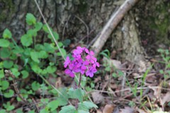 IMG_1270