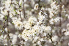 IMG_1278