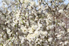IMG_1279