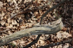 IMG_1281