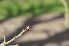 IMG_1287