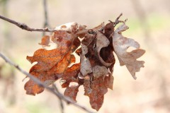 IMG_1288