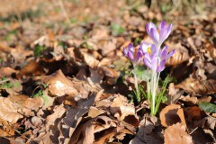 IMG_2689