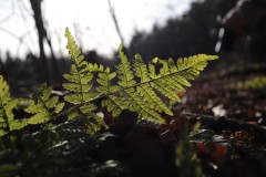 IMG_2696