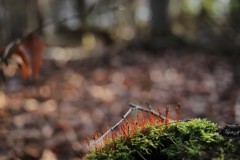 IMG_2774