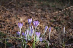 IMG_2803