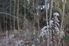 IMG_2809