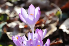 IMG_2821