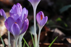 IMG_2827