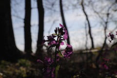 IMG_3508