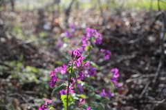 IMG_3514