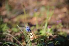 IMG_3524