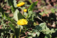 IMG_3525