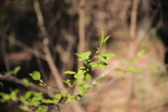 IMG_3557