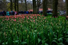 IMG_1324