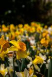 IMG_1387
