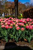 IMG_1404