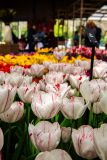 IMG_1451