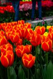 IMG_1454