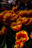 IMG_1476