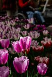 IMG_1482