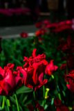 IMG_1484