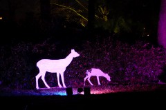 IMG_0770