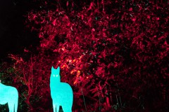 IMG_0795