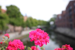 IMG_5654