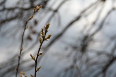 IMG_4753