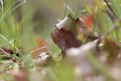 IMG_4760