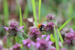 IMG_4777
