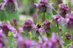 IMG_4780