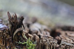 IMG_4827