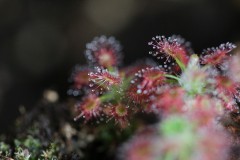 IMG_1466