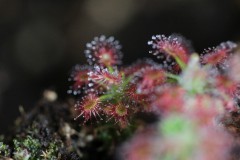 IMG_1467