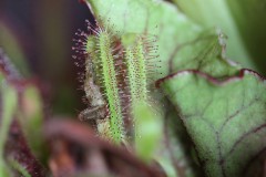 IMG_1470